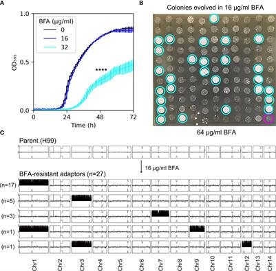 Aneuploidy underlies brefeldin A-induced antifungal drug resistance in Cryptococcus neoformans